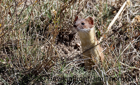 Weasel
