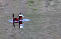 Ruddy Duck