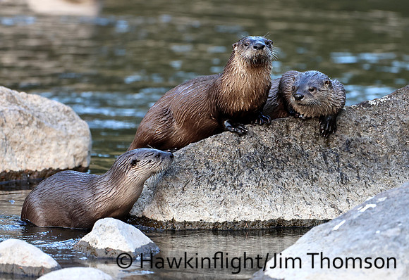 River Otter