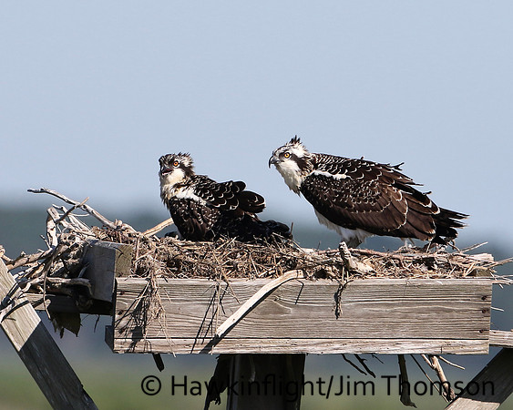 Osprey