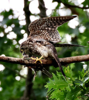 Merlin