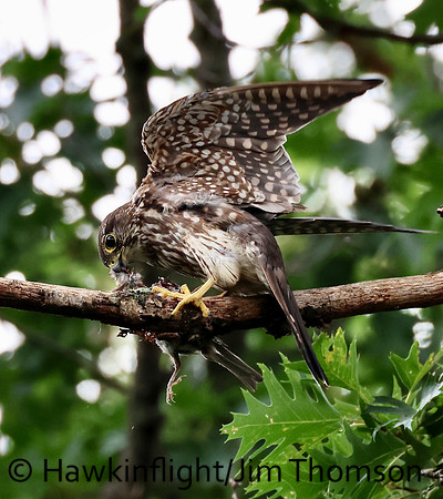 Merlin