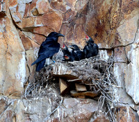 Cliff nesting Ravens- YNP