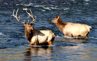 Elk