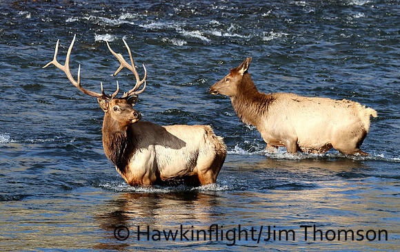 Elk