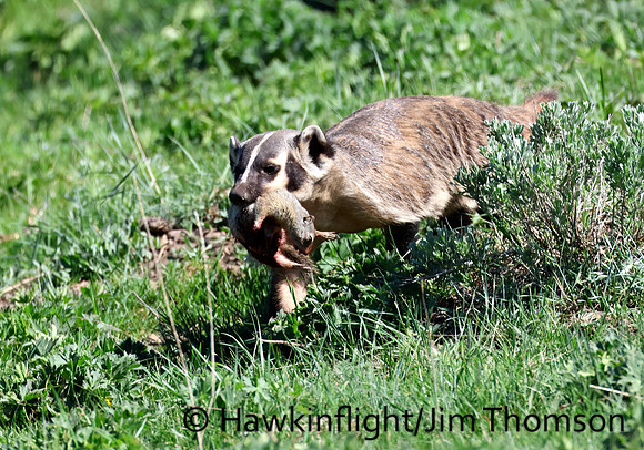 American Badger