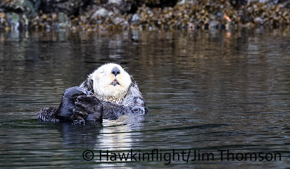 Sea Otter