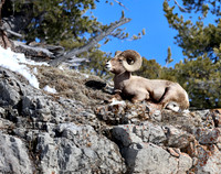 Bighorn Sheep