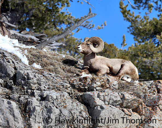 Bighorn Sheep