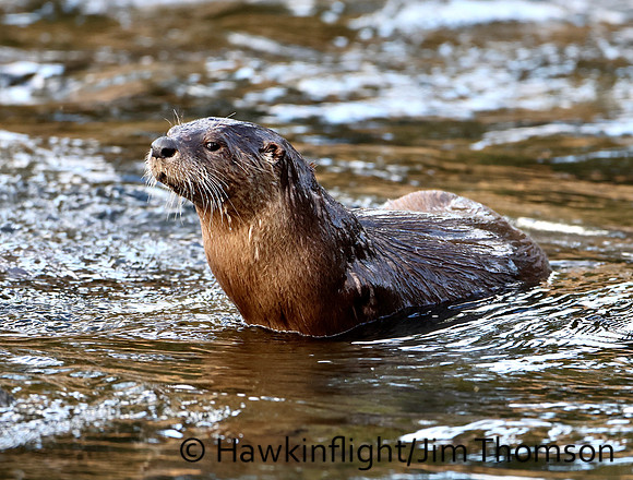 River Otter