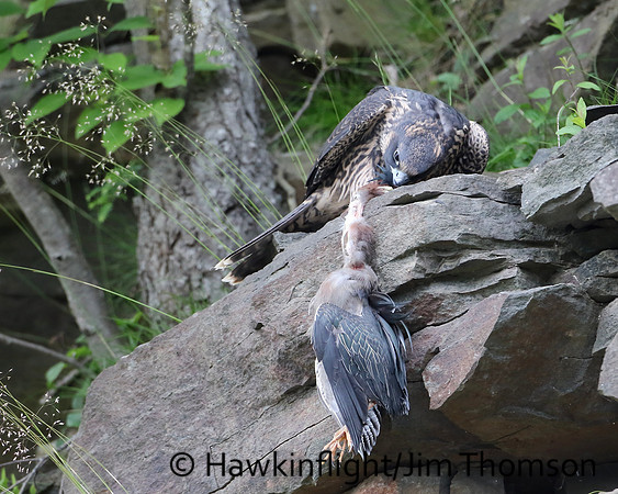 Peregrine Falcon