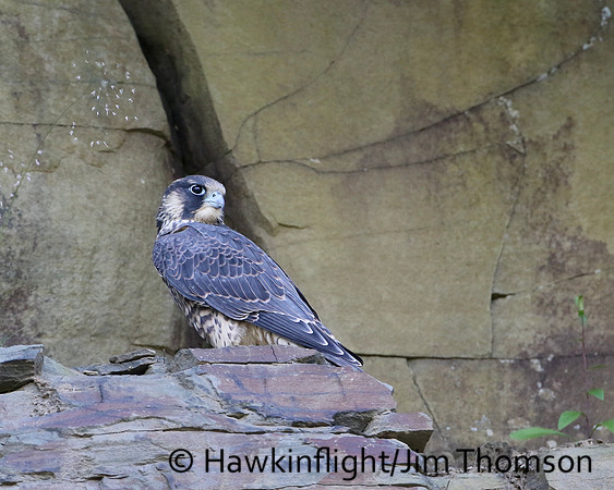 Peregrine Falcon