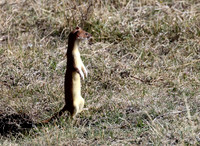 Weasel