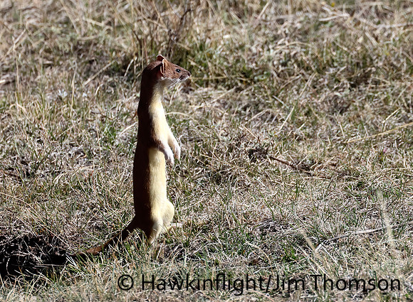 Weasel