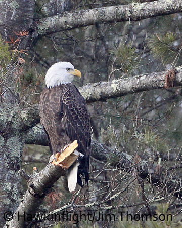 Bald Eagle