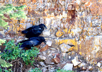 Cliff nesting Ravens- YNP