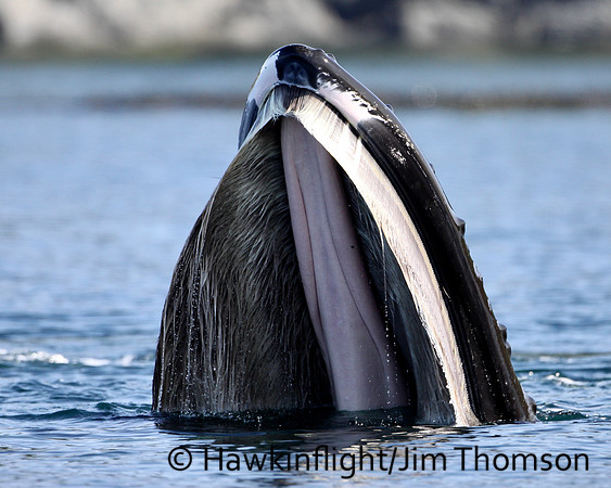Humpback Whale