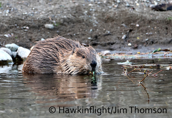 North American Beaver
