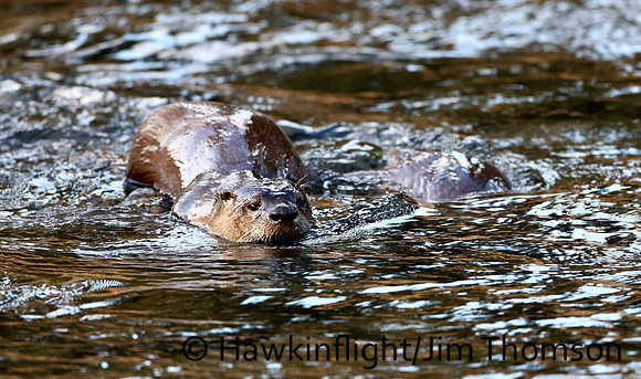 River Otter