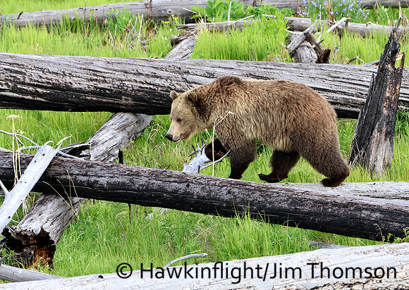 Grizzly Bear