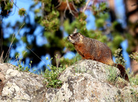 Yellow-Bellied Marmot