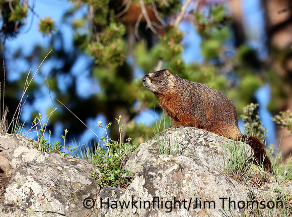 Yellow-Bellied Marmot