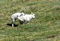Mountain Goat