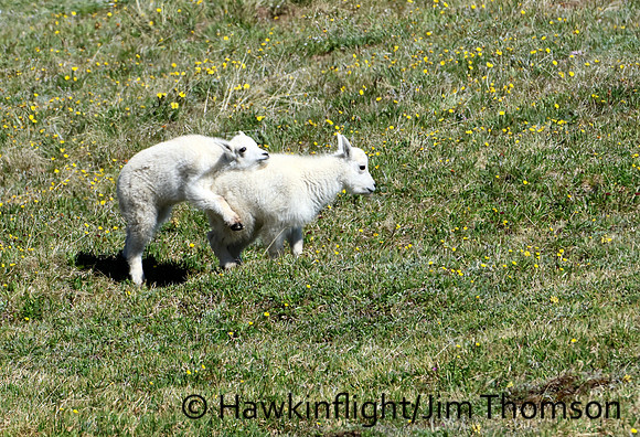 Mountain Goat