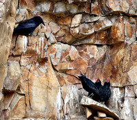 Cliff nesting Ravens- YNP