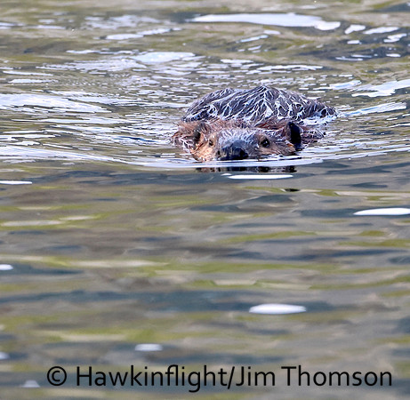 North American Beaver
