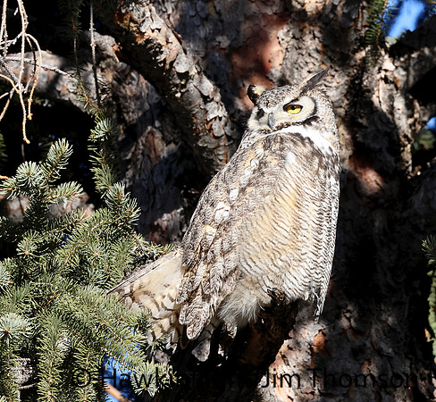 Great Horned Owl