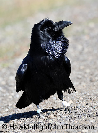 Common Raven