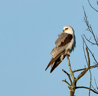 White-tailed Kite
