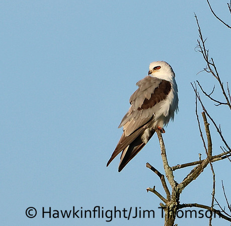 White-tailed Kite