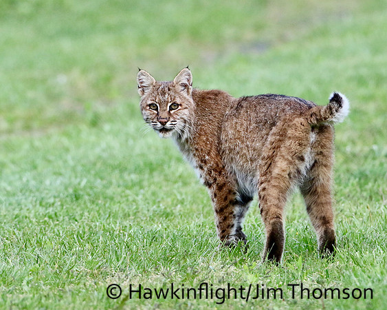 Bobcat