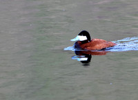Ruddy Duck