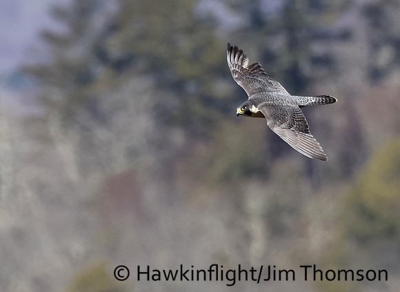 Peregrine Falcon
