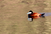 Ruddy Duck