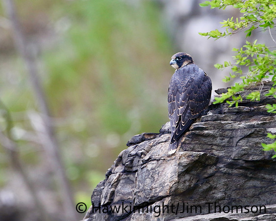 Peregrine Falcon