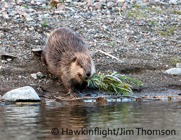 North American Beaver