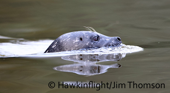 Harbor Seal