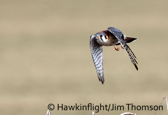 American Kestrel