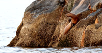 Steller Sea Lion
