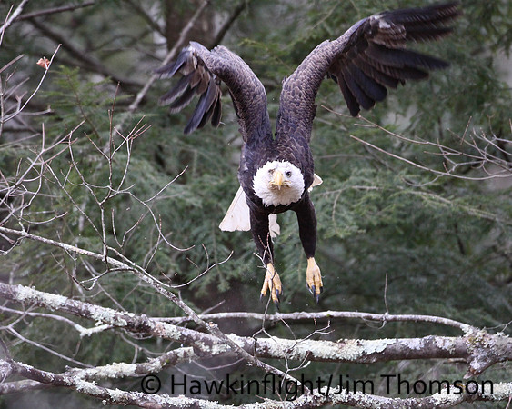 Bald Eagle