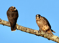 Peregrine Falcon