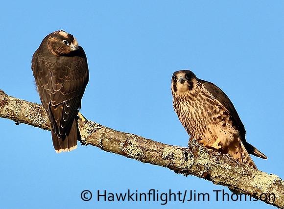 Peregrine Falcon