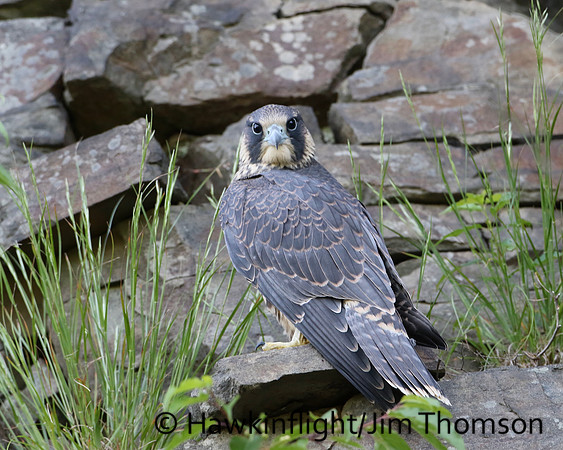 Peregrine Falcon
