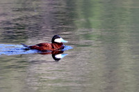 Ruddy Duck