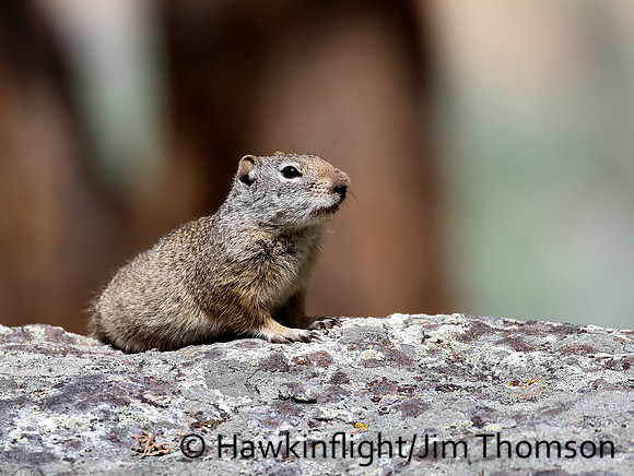 Uinta Ground Squirrel