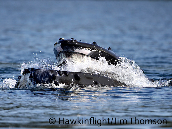 Humpback Whale